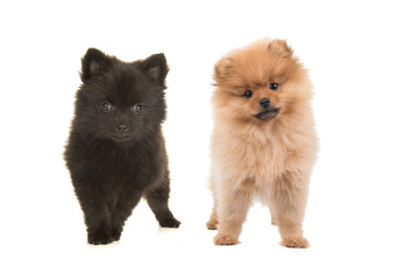 Pomeranian puppy dogs black and brown standing on a white background - obrazy, fototapety, plakaty