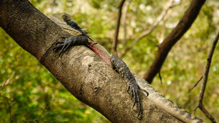 Wasseragam im Lane Cove Nationalpark, Sydney in Australien