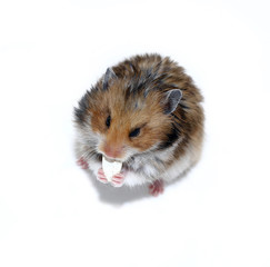 Brown Syrian hamster eating pumpkin seeds isolated