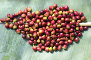 Close up red berries coffee beans placed on banana leaves