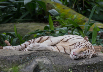 White tiger with blue eyes at the Singapore Zoo basking on a rock next to the green leaves