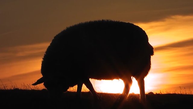 Schafe auf dem Deich bei Sonnenuntergang