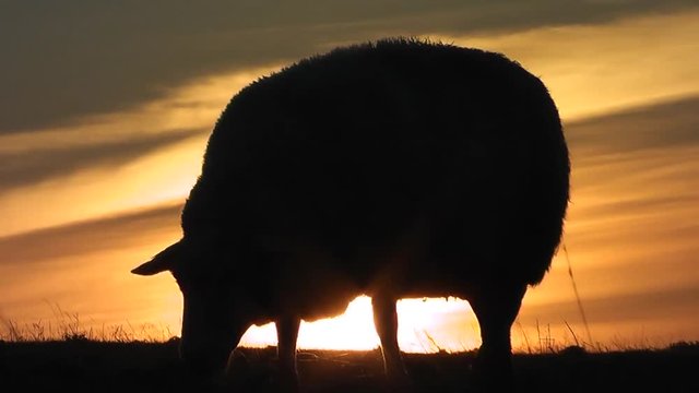 Schafe auf dem Deich bei Sonnenuntergang