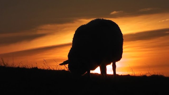 Schafe auf dem Deich bei Sonnenuntergang
