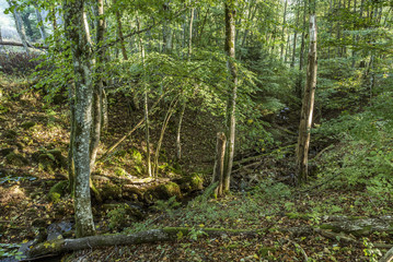 sunrise in the wilderness of a valley in the forest