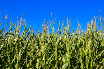 Obraz premium Green corn field over blue sky.