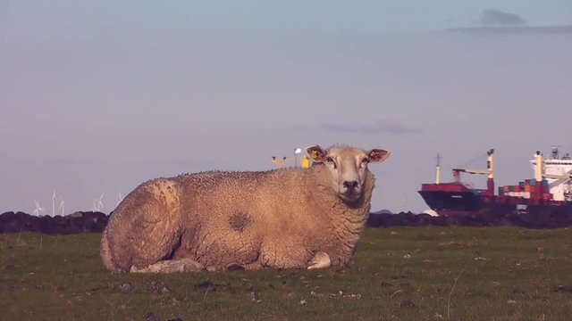 Deichschaf mit Elbschiff