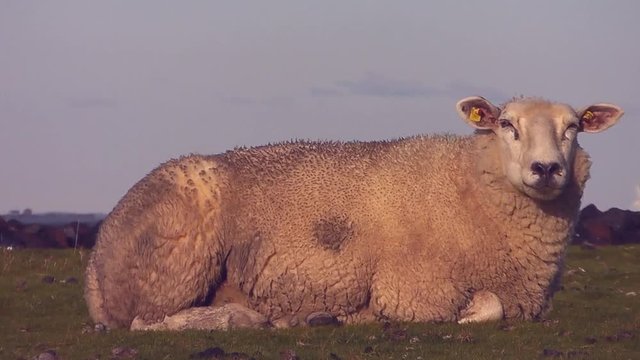 Deichschaf beim Wiederk&auml;uen