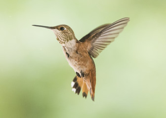 Fototapeta na wymiar Rufous Hummingbird (Selasphorus rufus) Female