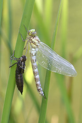 Metamorphosis of dragonfly  Blue darner, Aeshna cyanea