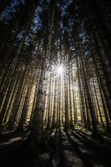 Fototapeta premium FOREST OF SHADOWS