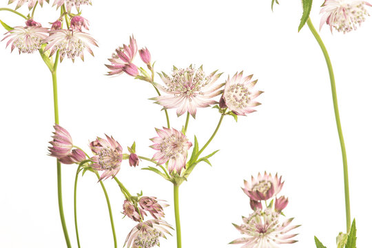 Blooming great masterwort flowers on a white background in a horizontal image