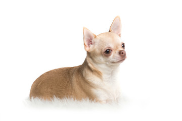 Cute adult chihuahua dog lying down on a white rug on a white background