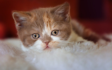 cinnamon tortie white Kitten