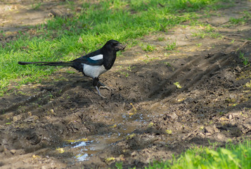 Male of magpie bird standing near puddle gathering filth  for building nest
