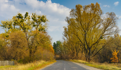 Naklejka premium Autumnal landscape with rural road in Sumskaya oblast, Ukraine