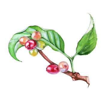 The branch of coffee. Isolated on a white background. Watercolor