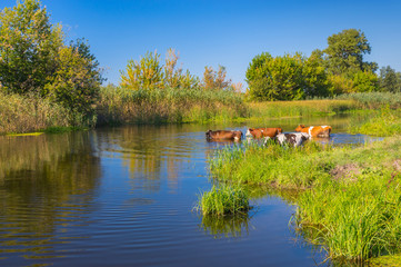 Landscape with cows having water treatment in summer Ukrainian river Merla