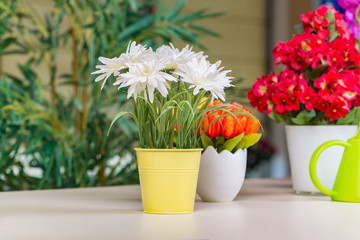 Fototapeta na wymiar Flowers in the pot at home