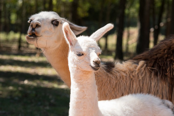 Obraz premium Mother and Baby Llama