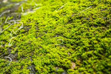 moss covered rock background and texture
