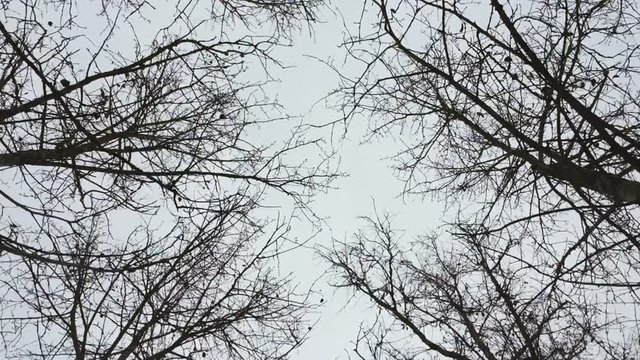 Dry bare autumn trees. Smooth motion under crones of autumn trees without leaves. View from the bottom up