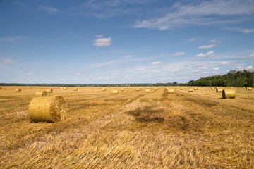 Color photo of rolls of hay in the field