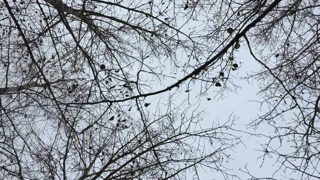 Dry bare autumn trees. Smooth motion under crones of autumn trees without leaves. View from the bottom up