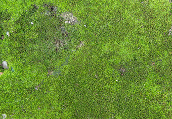 Beautiful moss and lichen covered stone. Bright green moss Backg