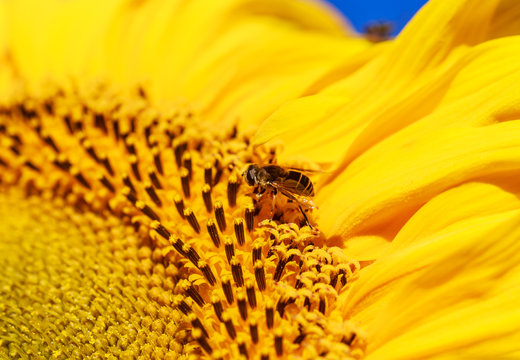 Eristalis and sunflower on a field. Shallow depth of field