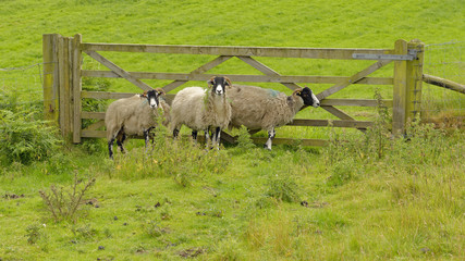 Moor sheep standing in grassland above Danbydale in the North York Moors National Park, North Yorkshire, England 