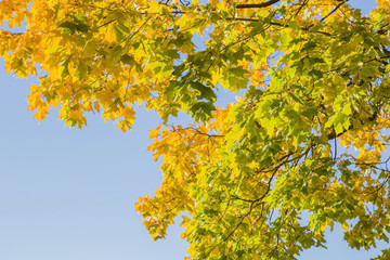 Beautiful yellow autumn maple leaves on the tree branches in sunlight. Background. Focus point on the green leaves in the middle of photo.