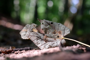 Verdorrtes Blatt auf Waldweg 