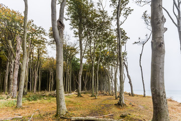 wald
