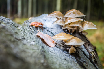 wald