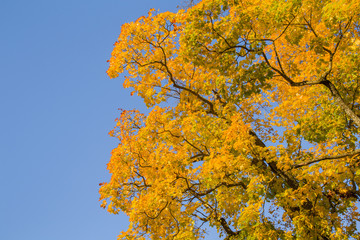 Beautiful yellow autumn maple leaves on the tree branches in sunlight. Background.