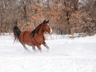 Red bay horse running in deep snow