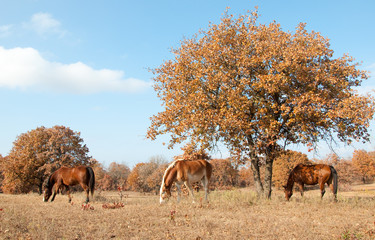 Serene scene of three horses grazing in a sunny autumn pasture