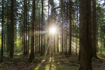 Fototapeta premium sonnenauge