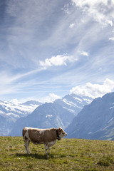 Idyllic summer landscape in the Alps with cow grazing on fresh green mountain pastures and snow capped mountain tops in the background