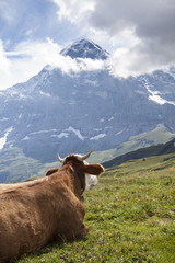 Idyllic summer landscape in the Alps with cow grazing on fresh green mountain pastures and snow capped mountain tops in the background