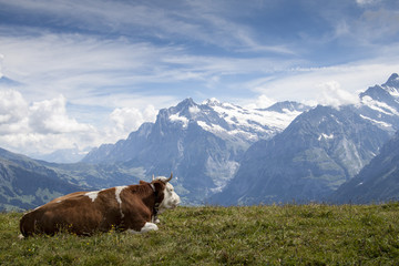 Idyllic summer landscape in the Alps with cow grazing on fresh green mountain pastures and snow capped mountain tops in the background