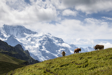 Idyllic summer landscape in the Alps with cow grazing on fresh green mountain pastures and snow capped mountain tops in the background