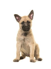 Cute blond dutch shepherd puppy sitting on a white background facing the camera