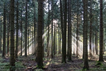 Fototapeta premium morgennebel