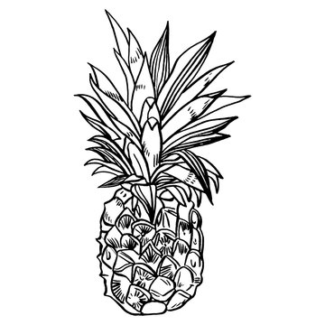 Hand drawn set illustrations of ripe pineapples. Exotic tropical fruit vector drawings isolated on white background.