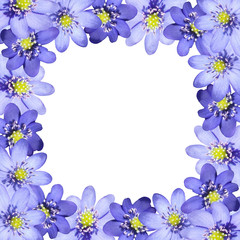 Naklejka na ściany i meble Beautiful floral background of blue spring flowers 