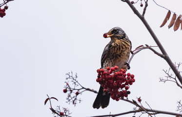 Fieldfare on a rowan tree red berry in a beak