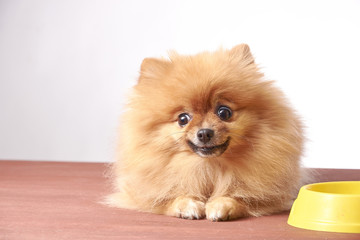 Nice taste. Close up of beautiful dog eating from the bowl