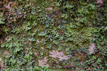 moss on the brich